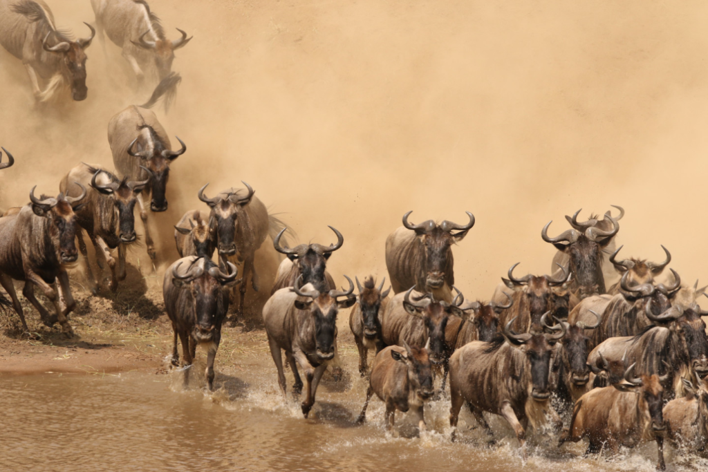 Embark on an Unforgettable Journey to Kenya: The Heart of Safari