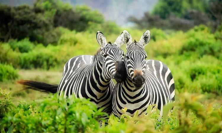 lake-mburo-750x450